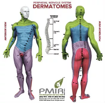 Dermatome Chart Back