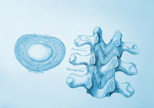 Disc Degeneration: Common, Yet Misunderstood - PMIR Medical Center